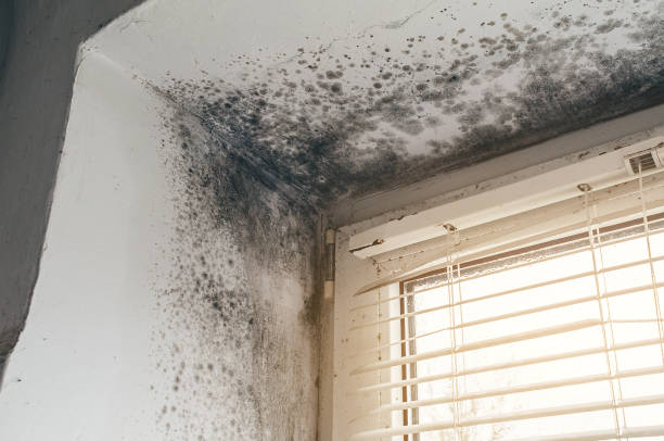 Affordable Attic Mold Removal solutions in Lake Hopatcong, NJ